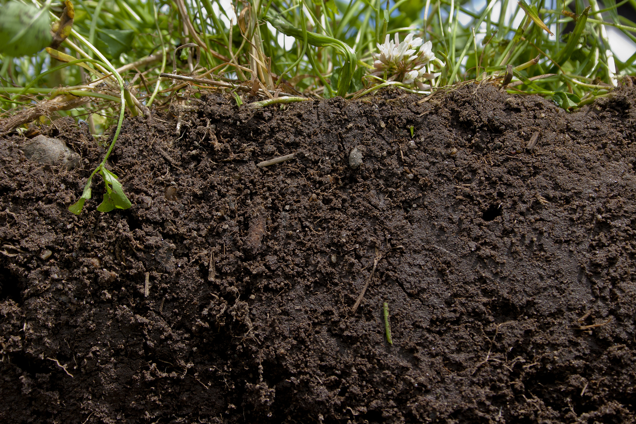 Healthy soil, healthy food
