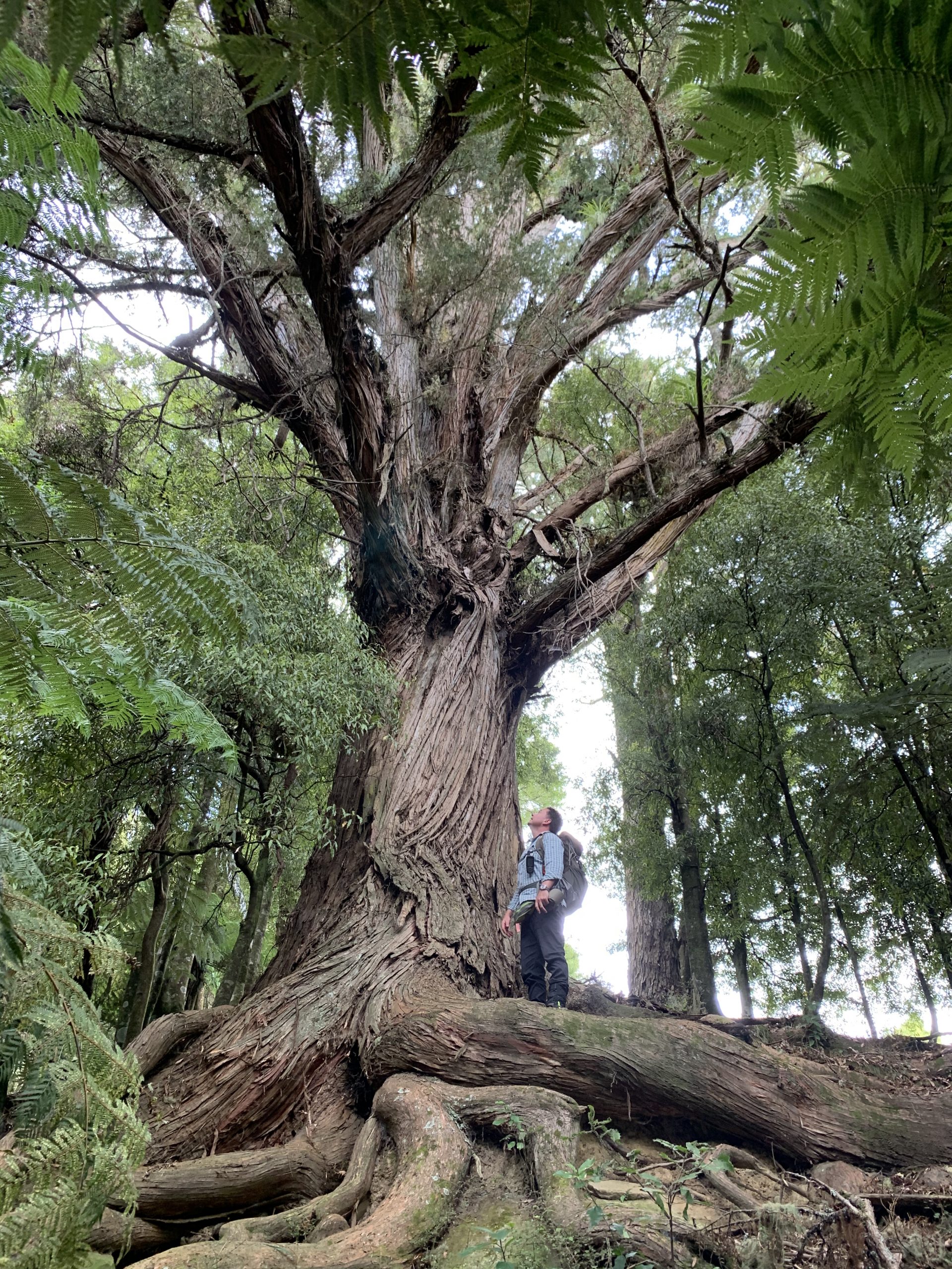 Transitioning Plantations to Native Forest