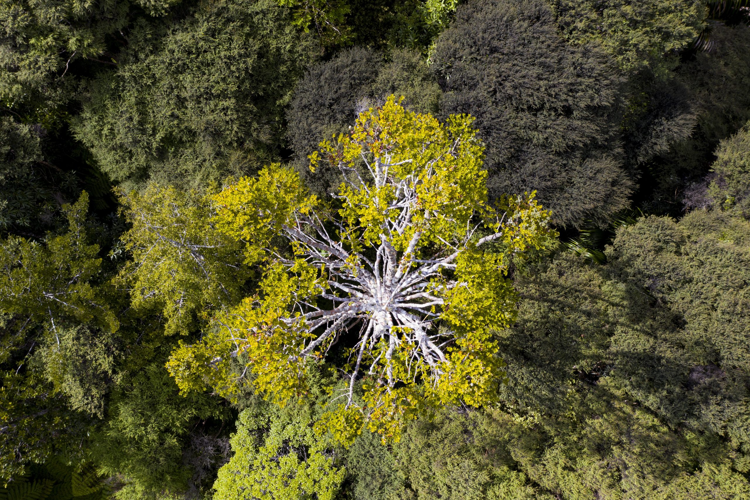 Overcoming the Biosecurity Risks Facing Native Forests