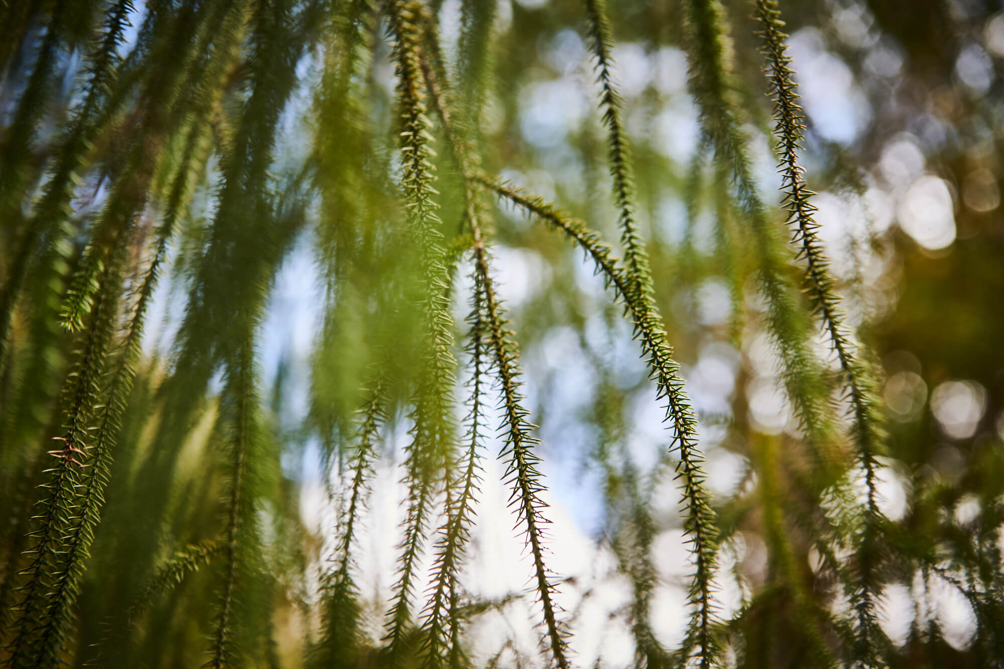 Carbon Sequestration by Native Forest – Setting the Record Straight