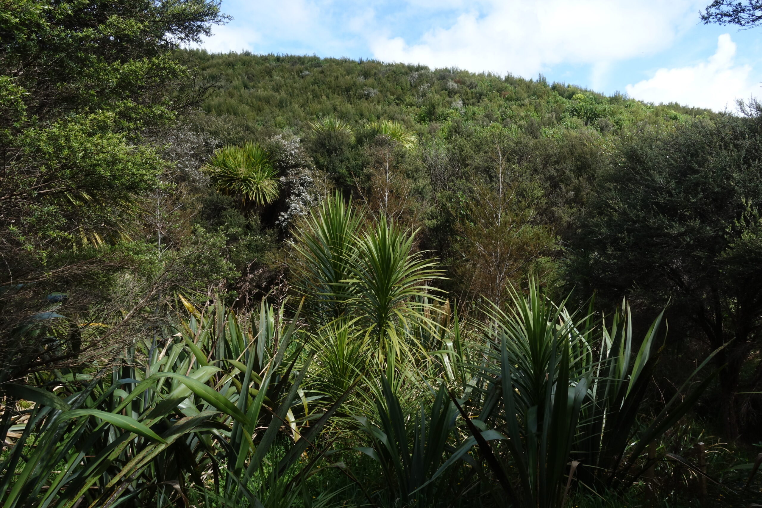 What will Recloaking Papatūānuku look like on the ground?