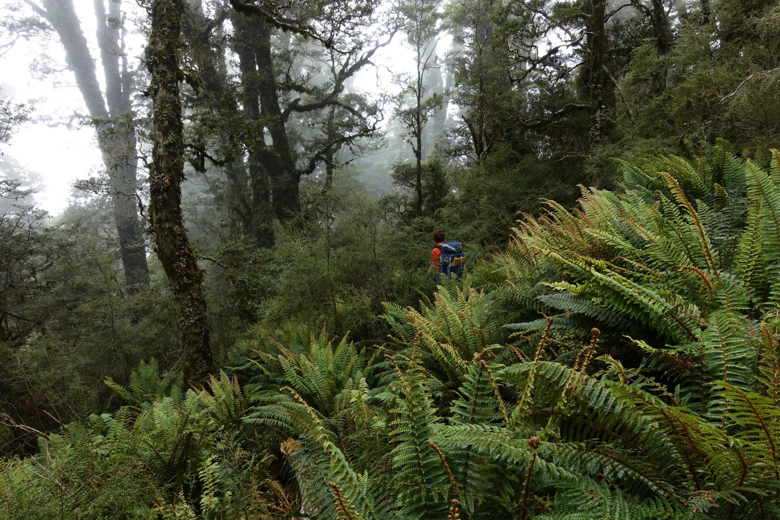 The Pure Advantages of Native Forests