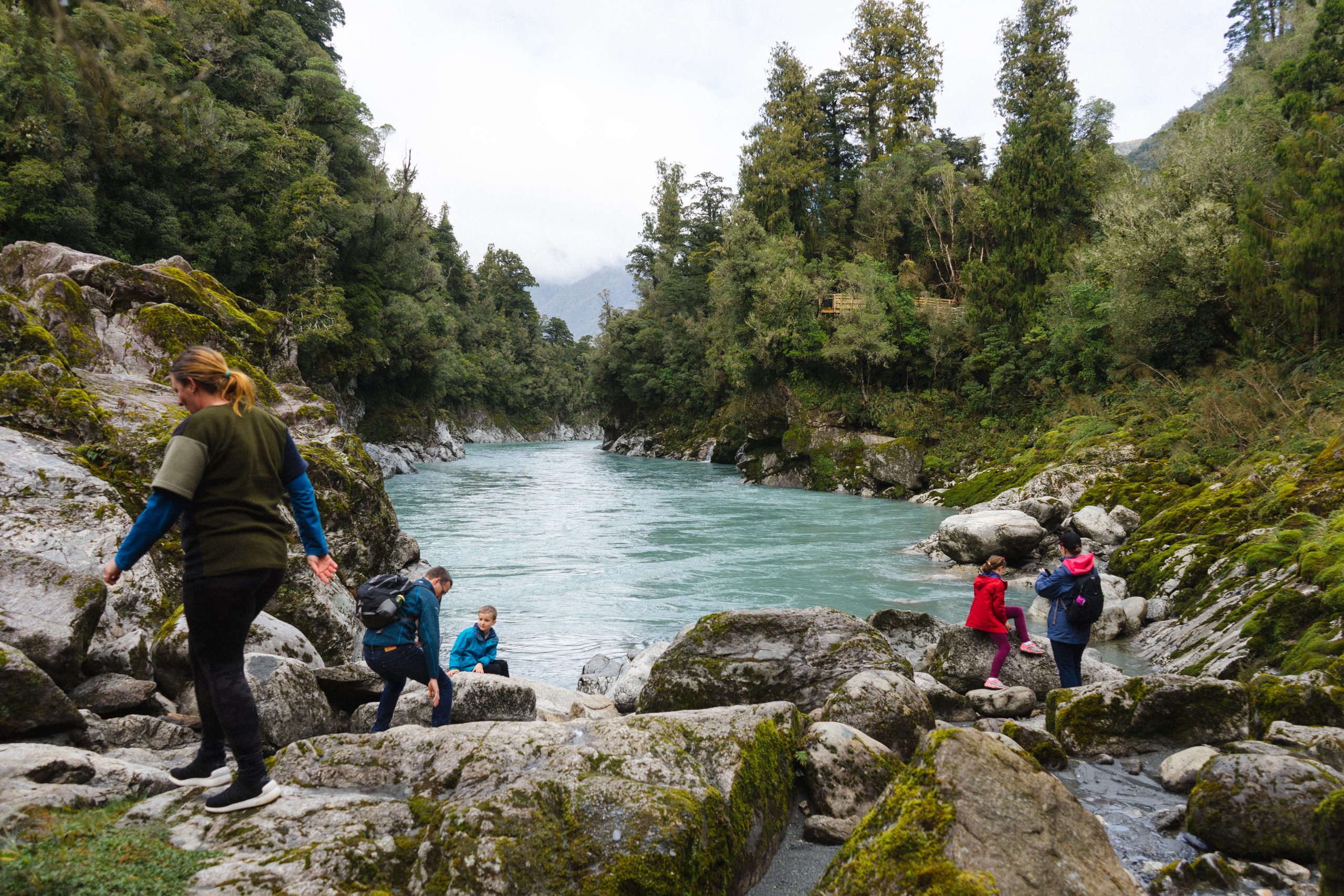 Our Place in the Forest