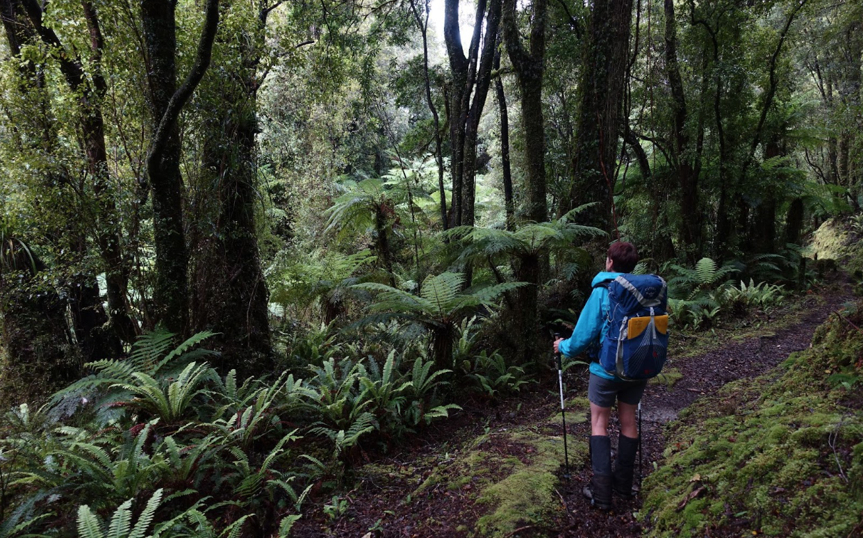 The Pure Advantage of native forests