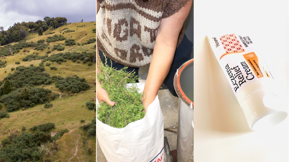 Why indigenous reforestation is a Treaty right – and the right thing to do